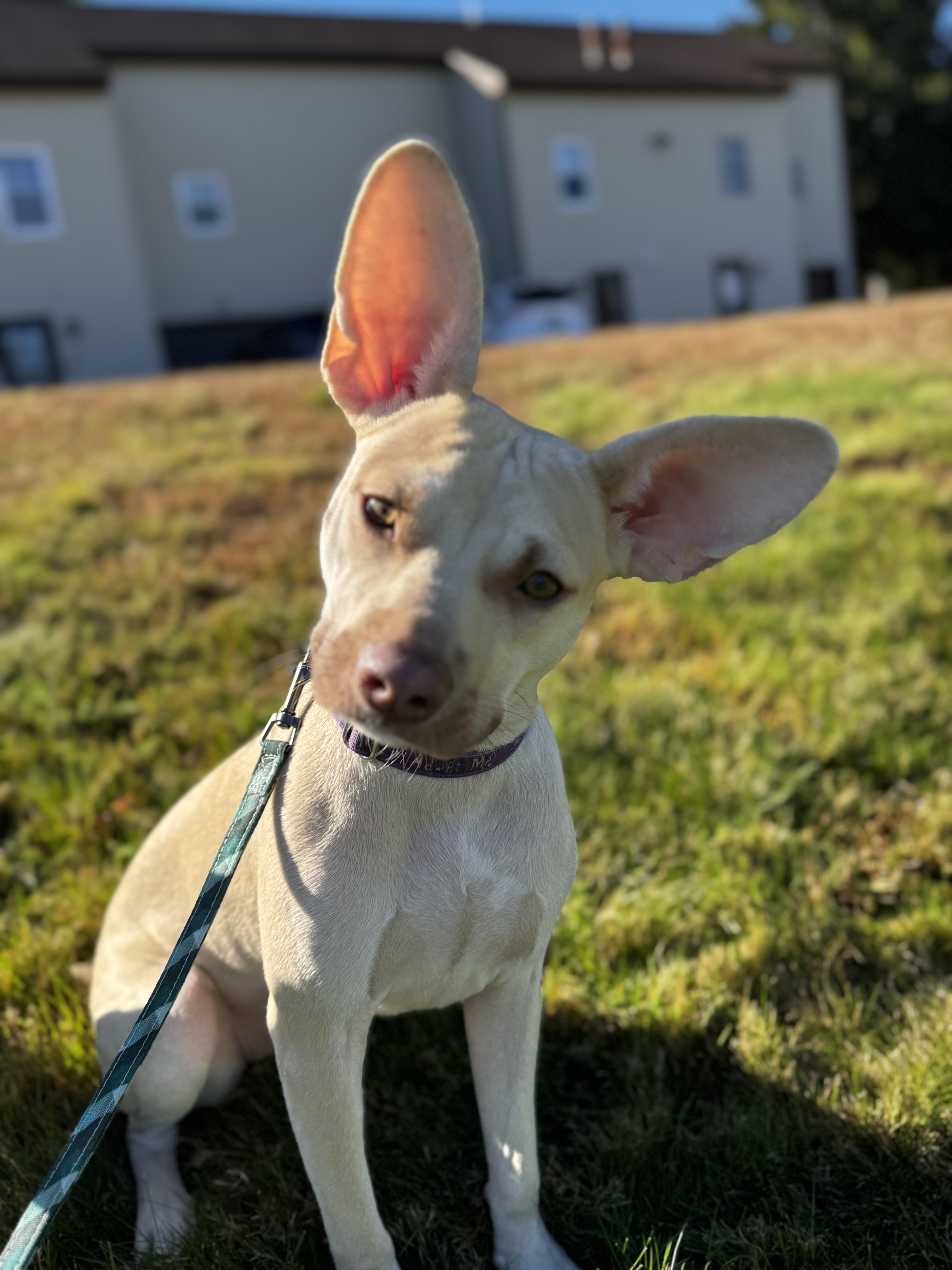 Gretta, Adoptable, Young Female Feist.