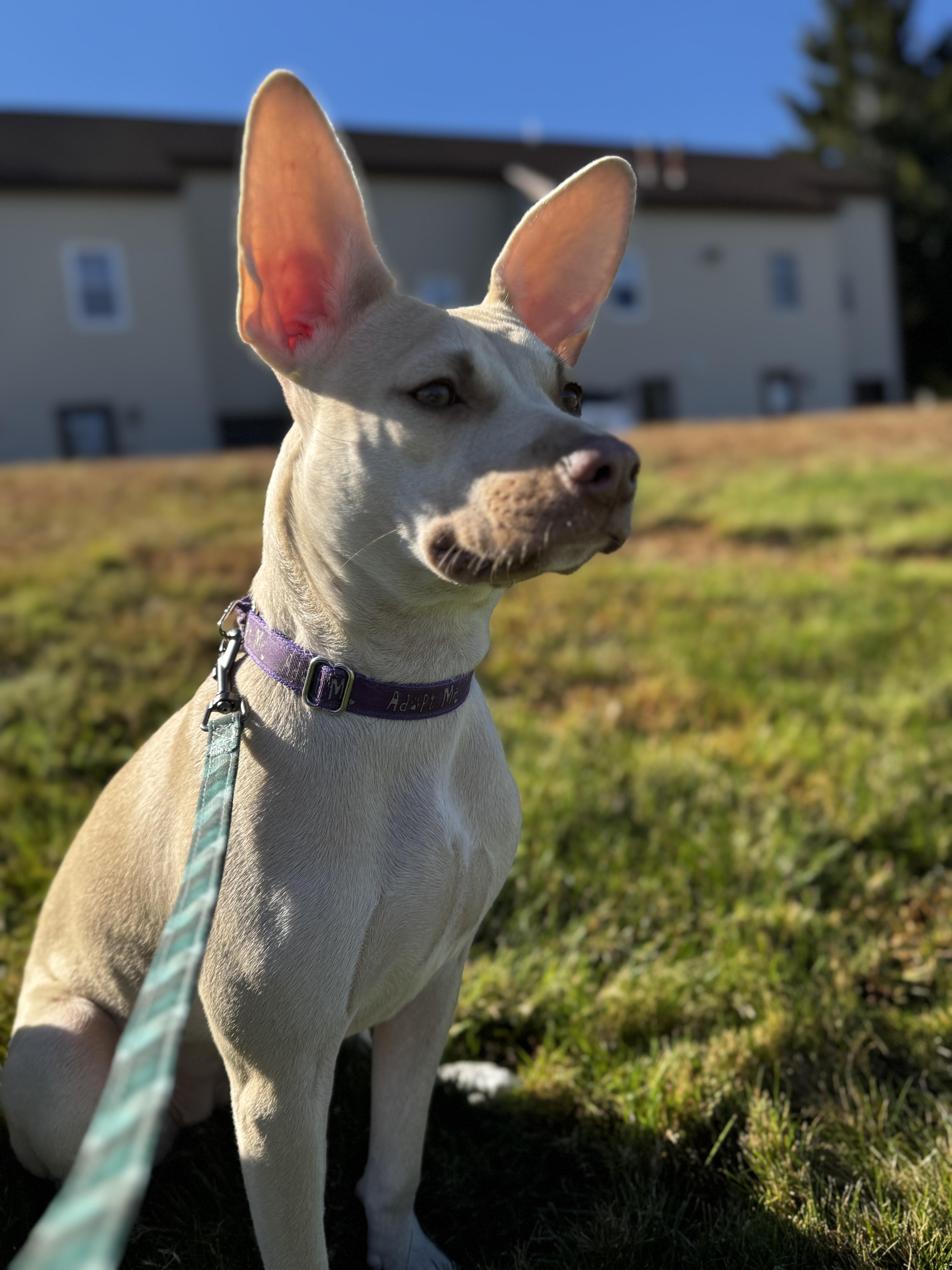 Enlarge Gretta, a Adoptable mixed breed in Portland, ME image 6/6
