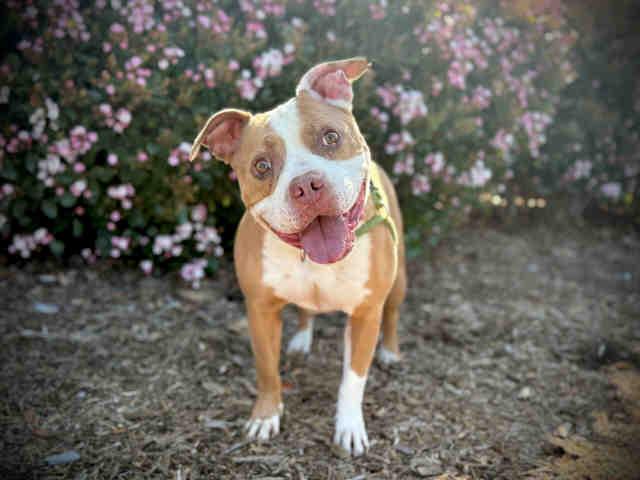 COOPER, Adoptable, Adult Male Pit Bull Terrier.