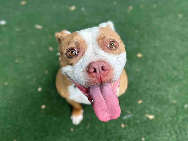 COOPER, Adoptable, Adult Male Pit Bull Terrier.