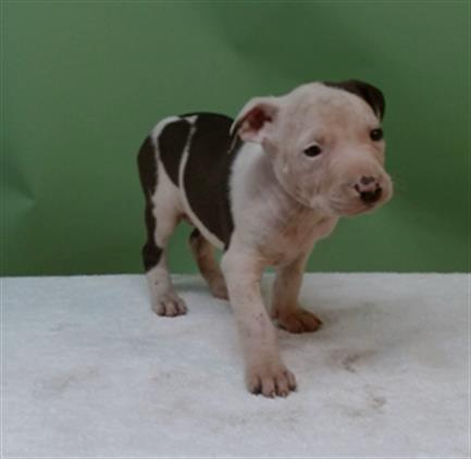 Enlarge MOOPY, a Adoptable Pit Bull Terrier in Gardena, CA image 1/1