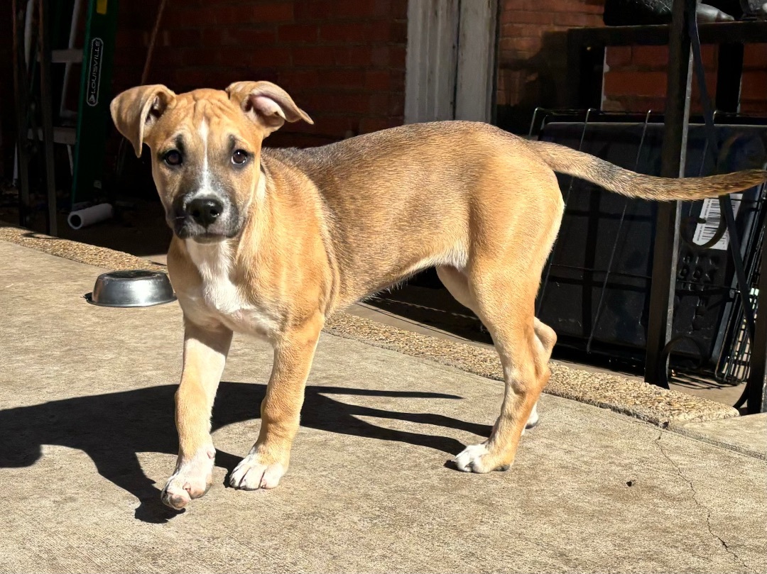 Enlarge Mezcal (DNA tested!), a Adoptable mixed breed in Benbrook, TX image 3/6
