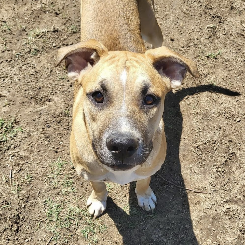 Enlarge Mezcal (DNA tested!), a Adoptable mixed breed in Benbrook, TX image 2/6