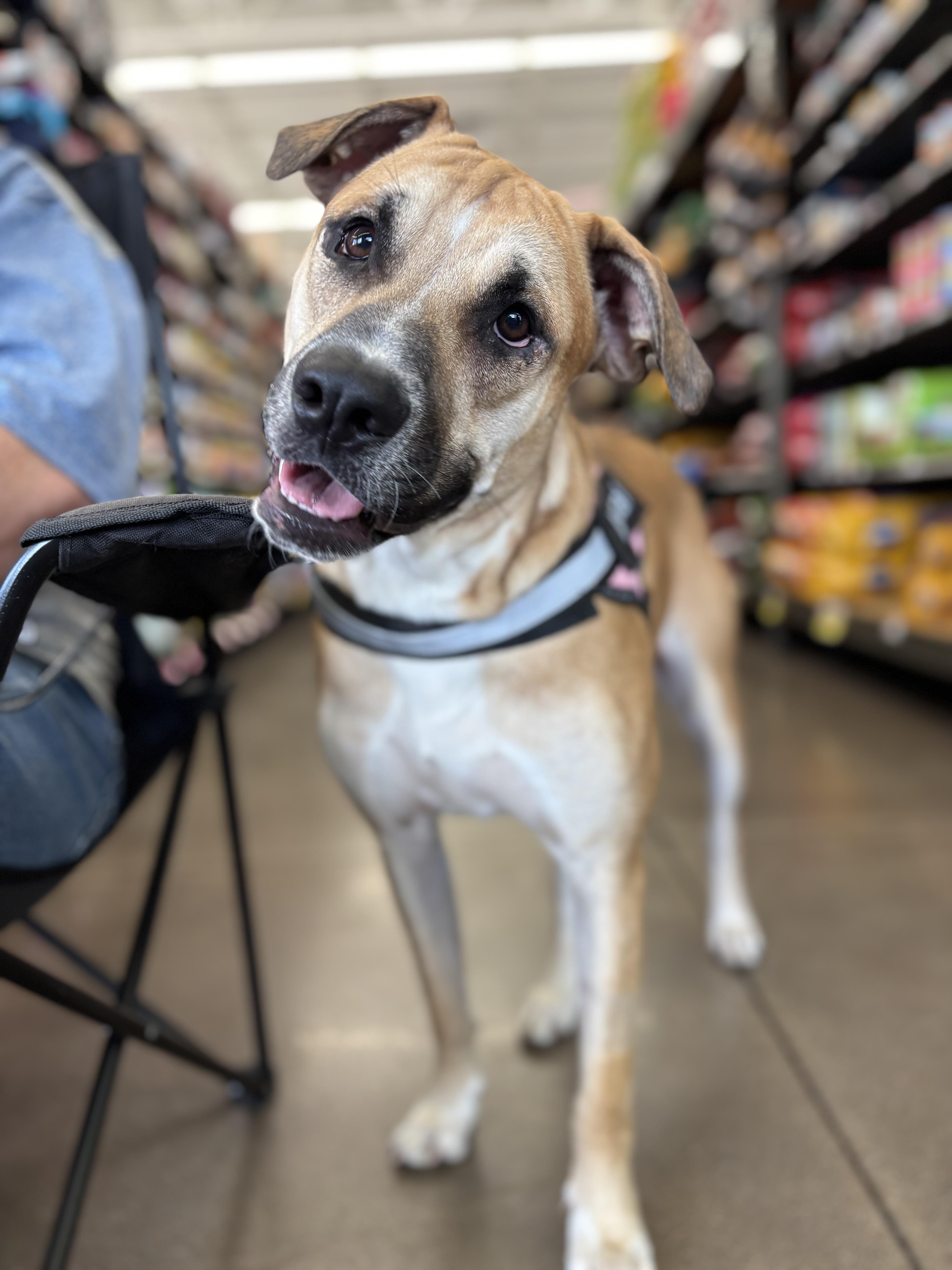 Enlarge Mezcal (DNA tested!), a Adoptable mixed breed in Benbrook, TX image 6/6