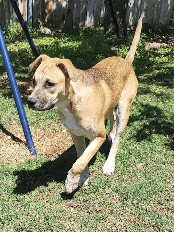Enlarge Mezcal (DNA tested!), a Adoptable mixed breed in Benbrook, TX image 5/6