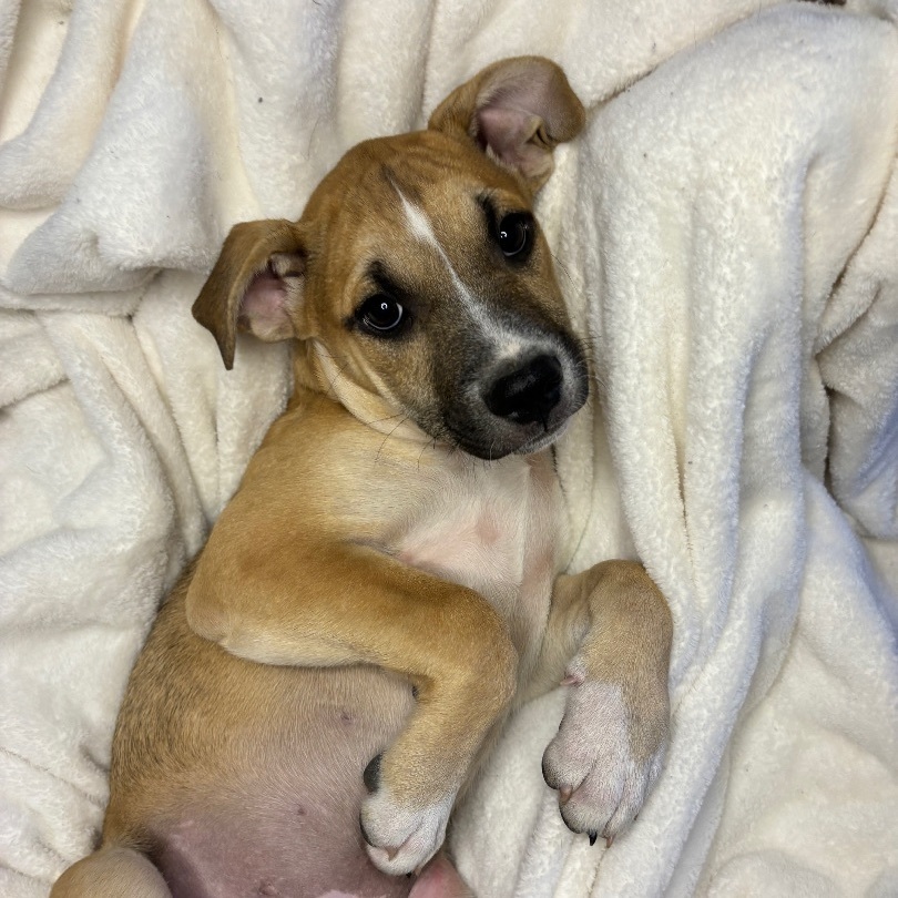 Enlarge Mezcal (DNA tested!), a Adoptable mixed breed in Benbrook, TX image 4/6