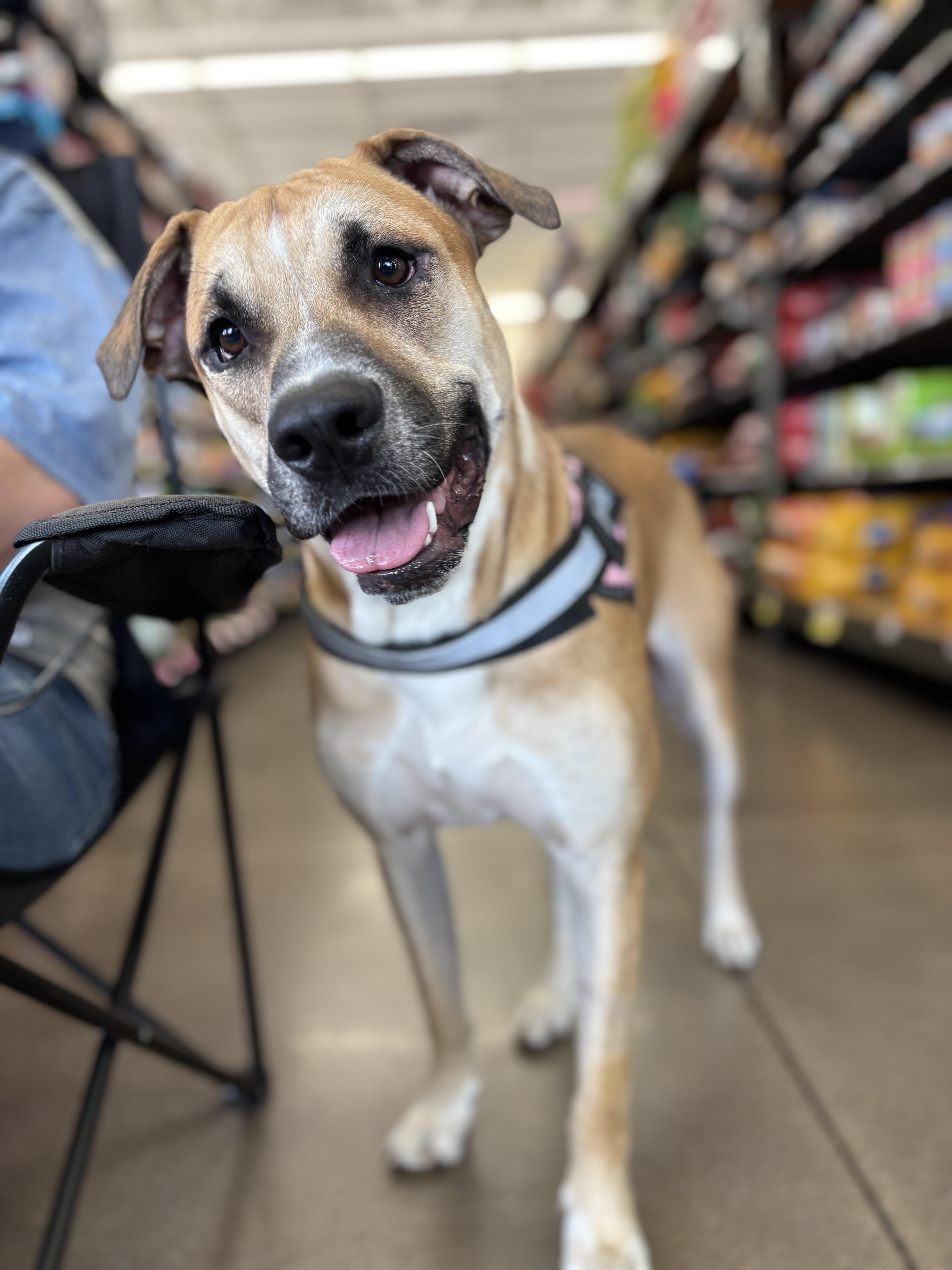 Mezcal (DNA tested!), Young Female American Bulldog