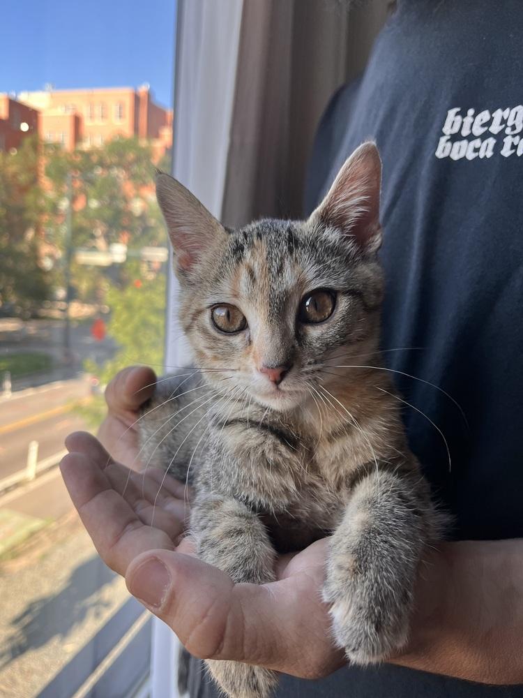 PEANUT, Adoptable, Kitten Female Domestic Short Hair.