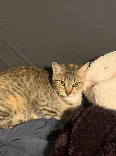 Gabi, Adoptable, Young Female Domestic Short Hair.