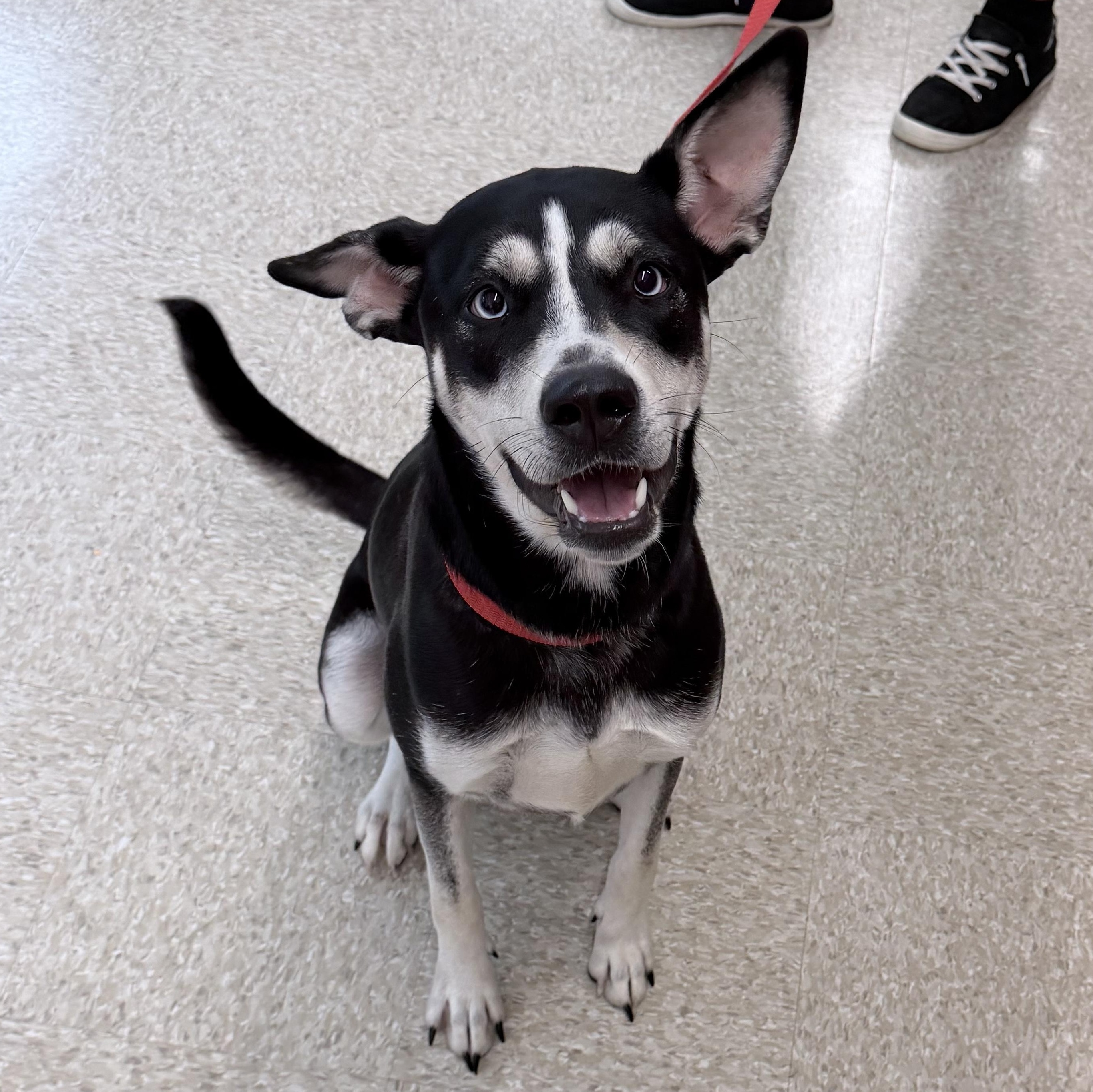 Siff - Local October 12th, Adopted, Young Female Husky.