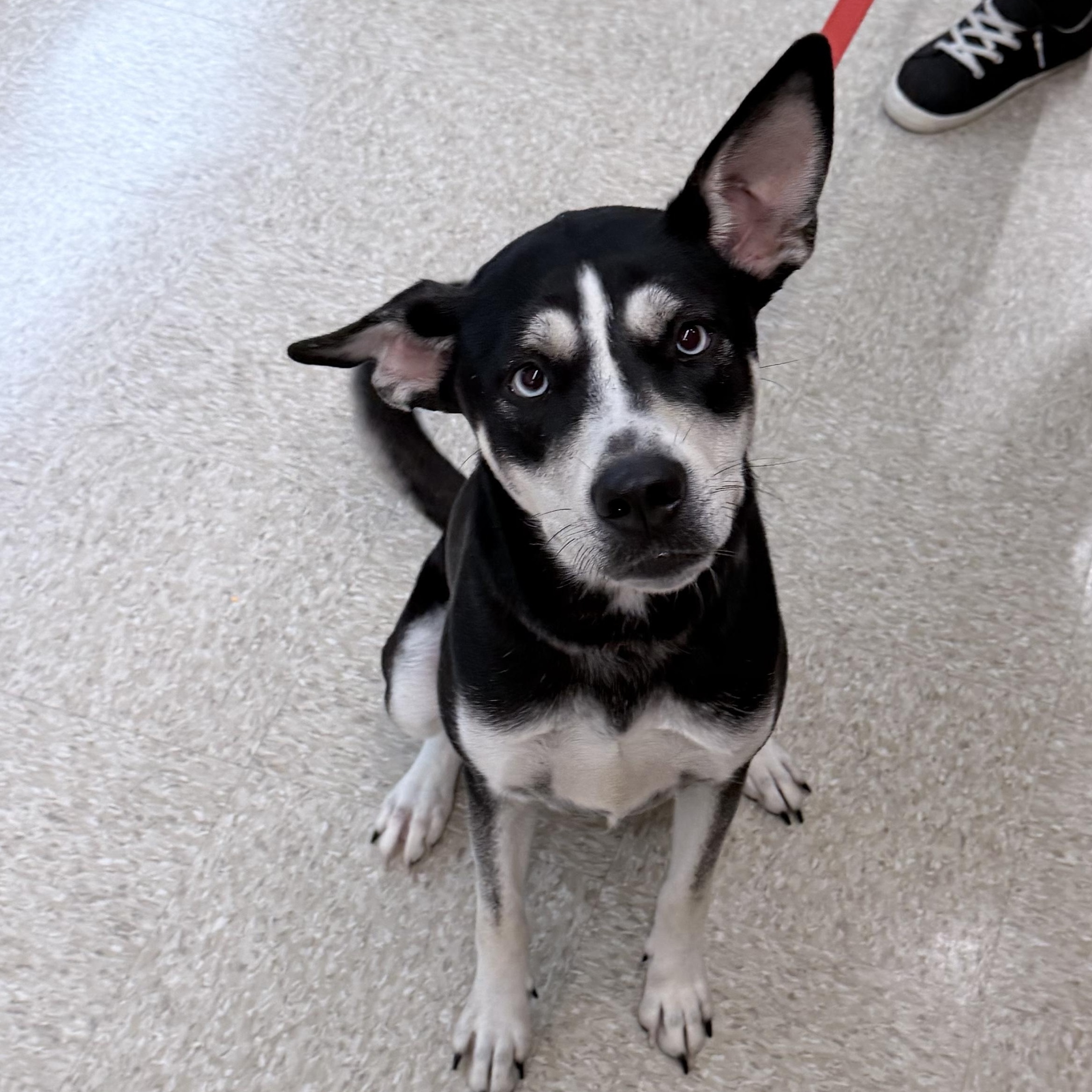 Enlarge Siff - Local October 12th, a Adopted mixed breed in Hillsboro, OR image 5/5