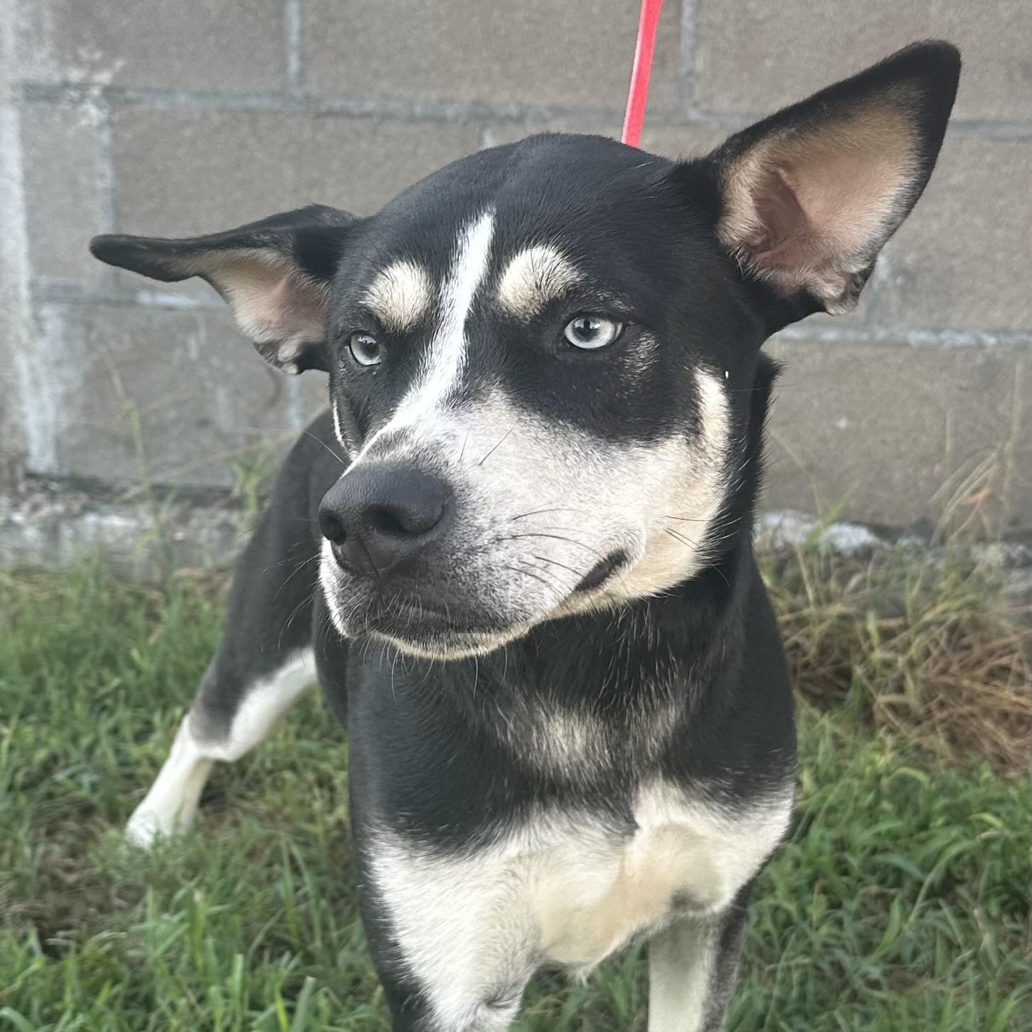 Enlarge Siff - Local October 12th, a Adopted mixed breed in Hillsboro, OR image 2/5