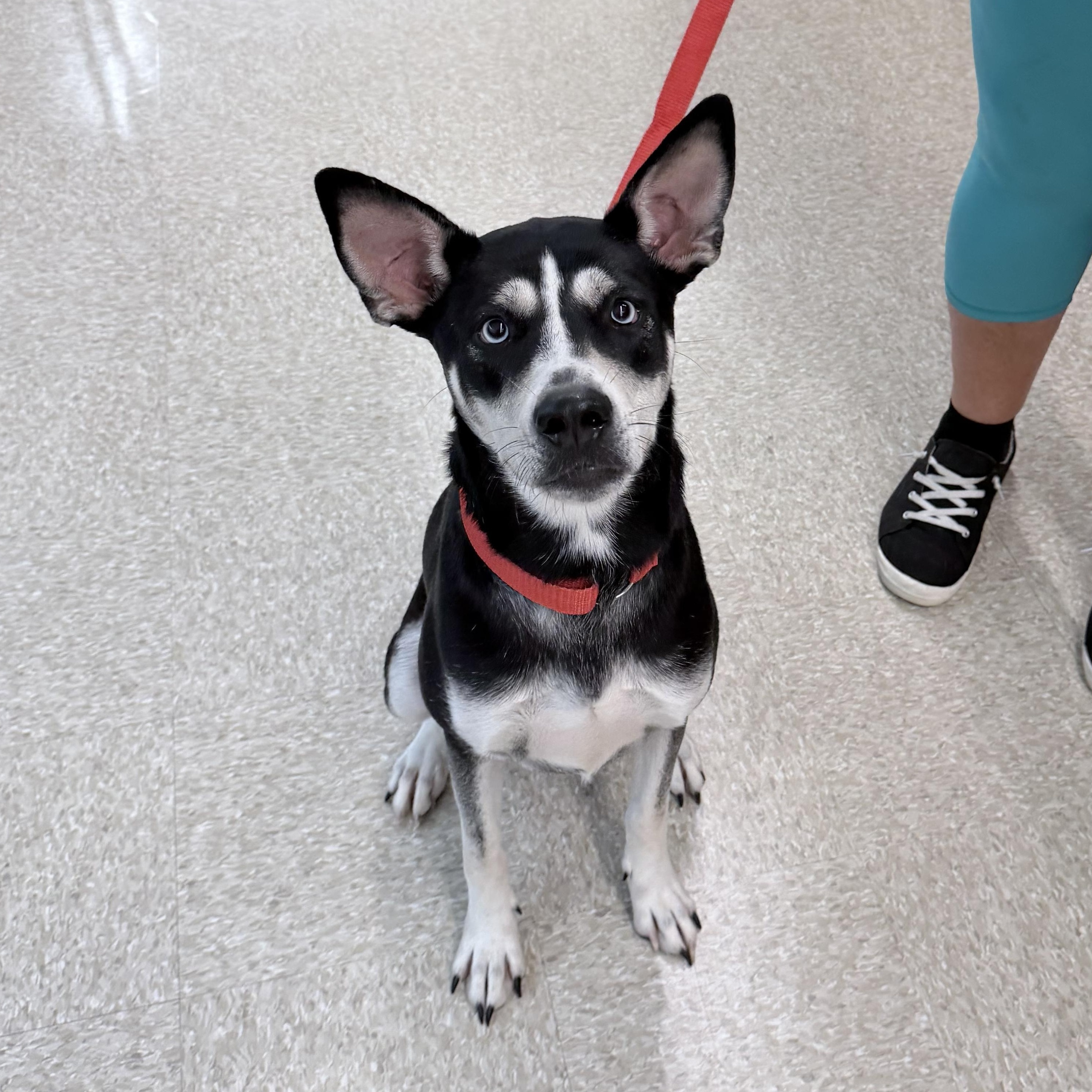 Enlarge Siff - Local October 12th, a Adopted mixed breed in Hillsboro, OR image 4/5
