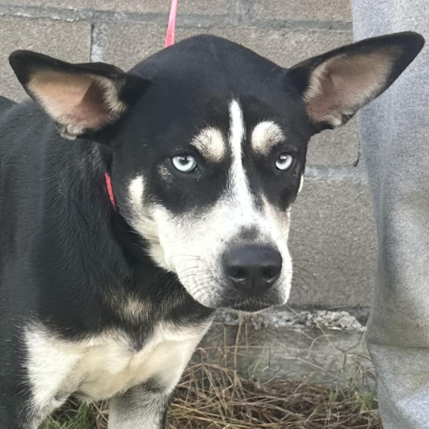 Enlarge Siff - Local October 12th, a Adopted mixed breed in Hillsboro, OR image 3/5