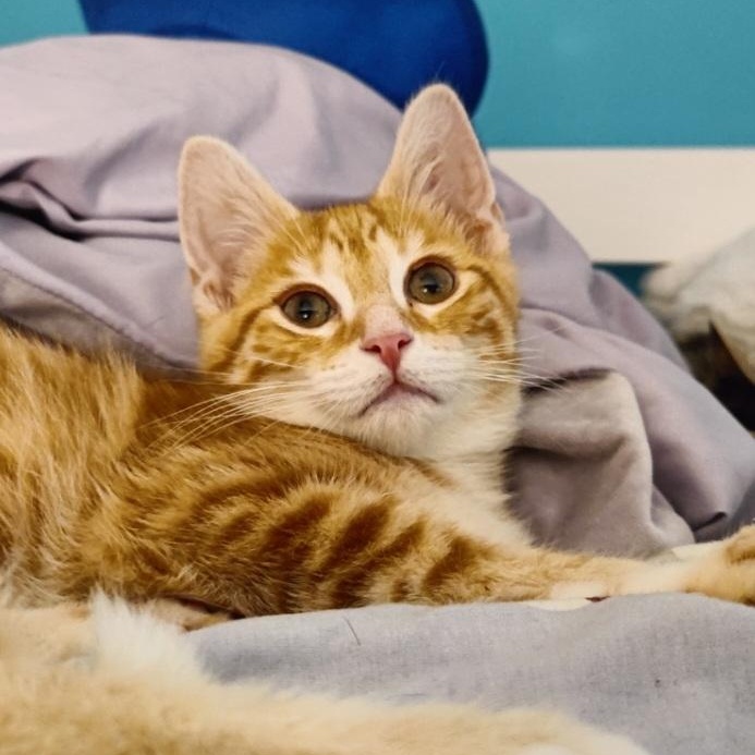 Snickerdoodle, adopted, Kitten Male Domestic Short Hair & Tabby.