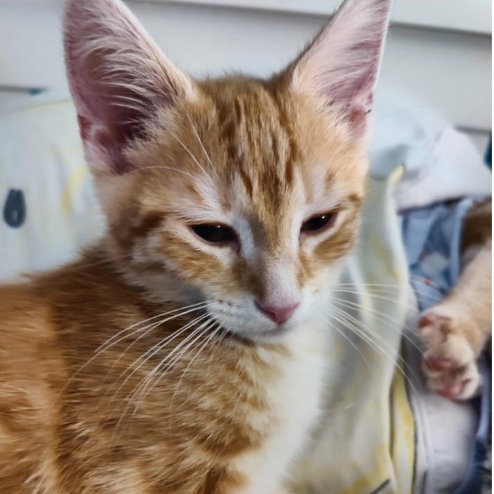 Snickerdoodle, an adopted mixed breed in South Park, PA image 2/2