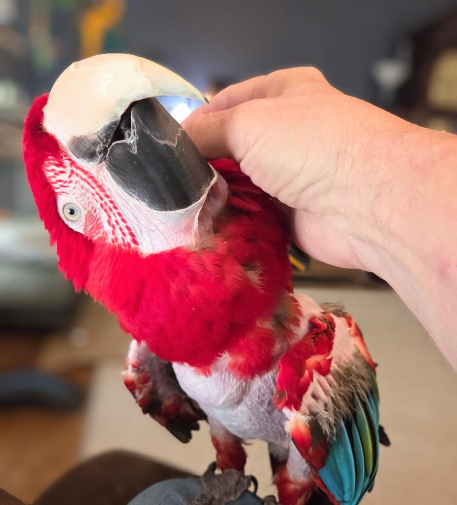 Baily, Adoptable, Senior Female Macaw.