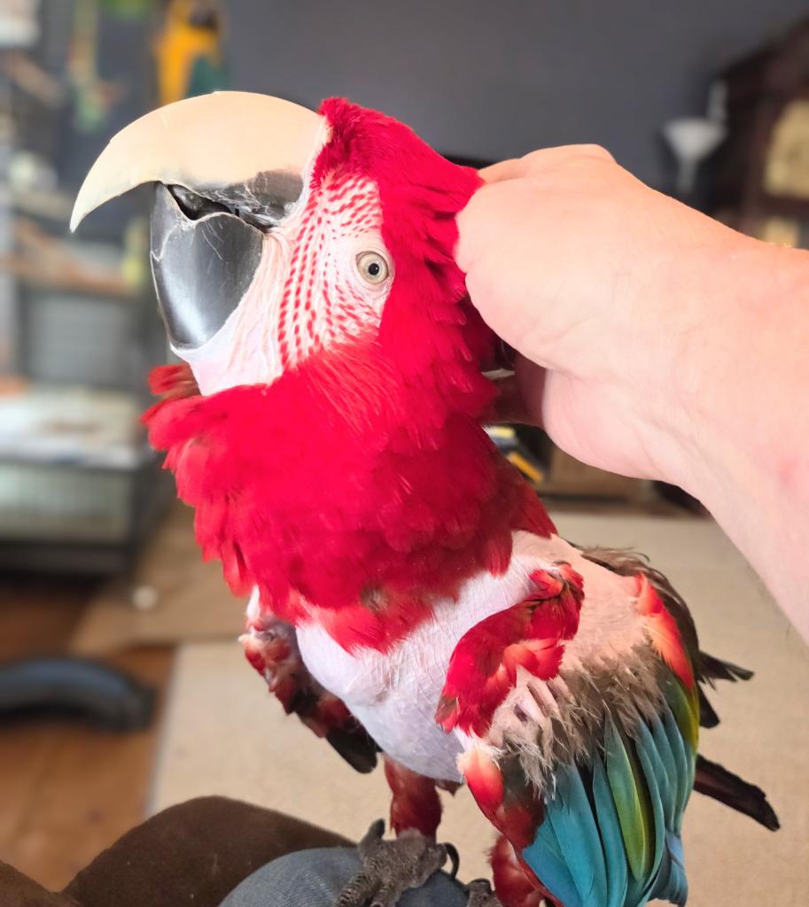 Enlarge Baily, a Adoptable Macaw in Ballwin, MO image 2/6