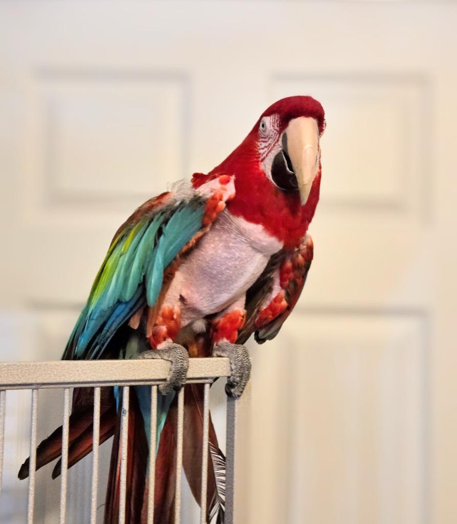Enlarge Baily, a Adoptable Macaw in Ballwin, MO image 3/6