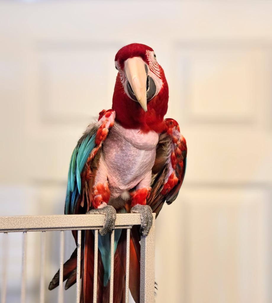 Enlarge Baily, a Adoptable Macaw in Ballwin, MO image 4/6