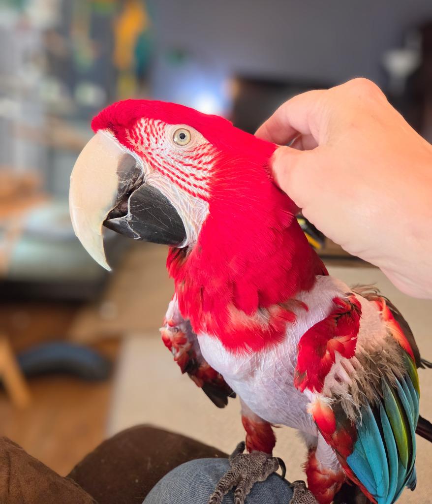 Enlarge Baily, a Adoptable Macaw in Ballwin, MO image 5/6
