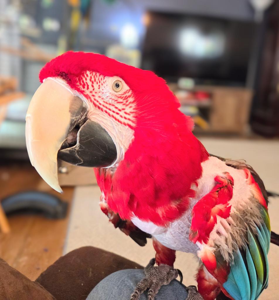 Enlarge Baily, a Adoptable Macaw in Ballwin, MO image 6/6