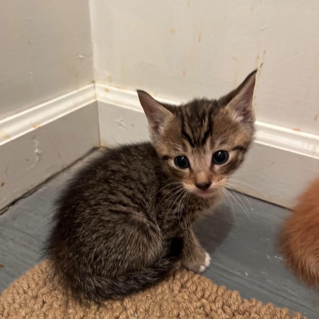 Enlarge Duke, a Adoptable Domestic Short Hair in Odenville, AL image 1/1