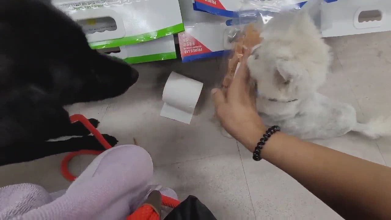 Enlarge Willow, a Adopted mixed breed in Richmond, BC video 6/11