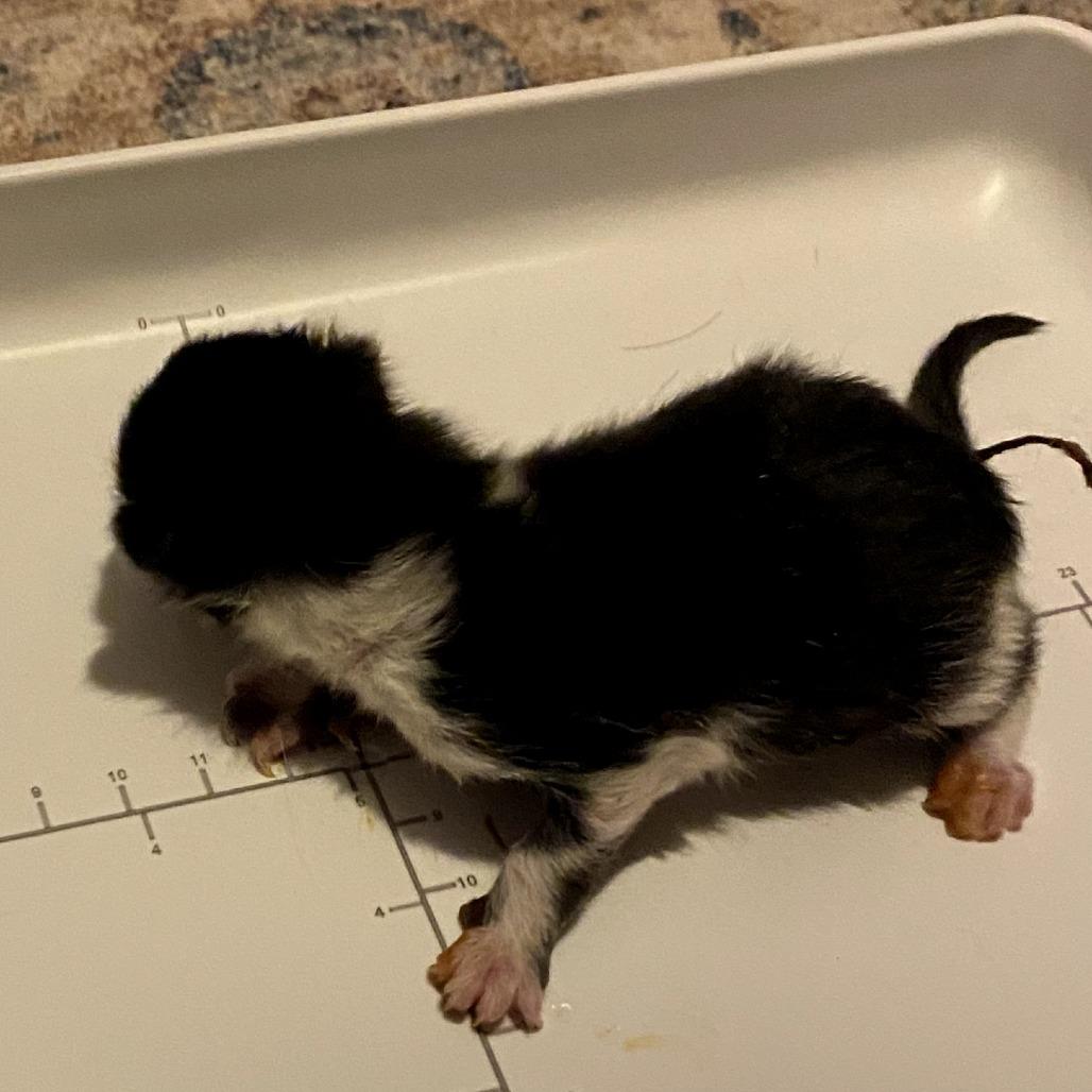 Enlarge Skunk, a Adoptable Domestic Short Hair in Delaware, OH image 1/2