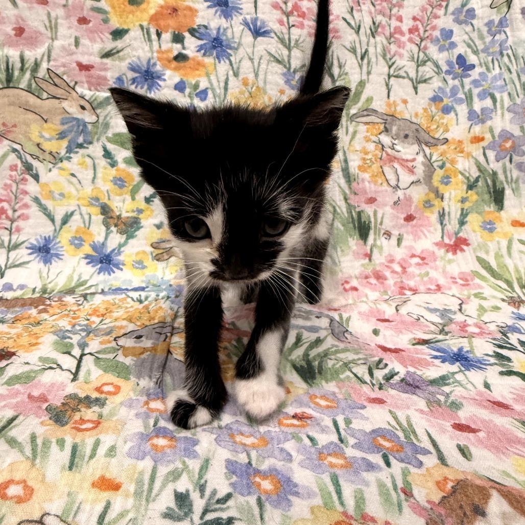Enlarge Skunk, a Adoptable Domestic Short Hair in Delaware, OH image 2/2
