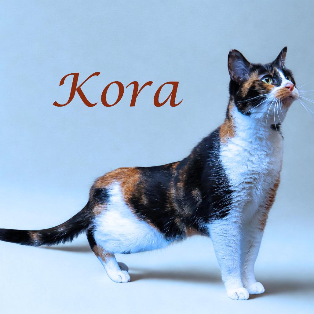 Kora C25-278, Adoptable, Senior Female Domestic Short Hair.