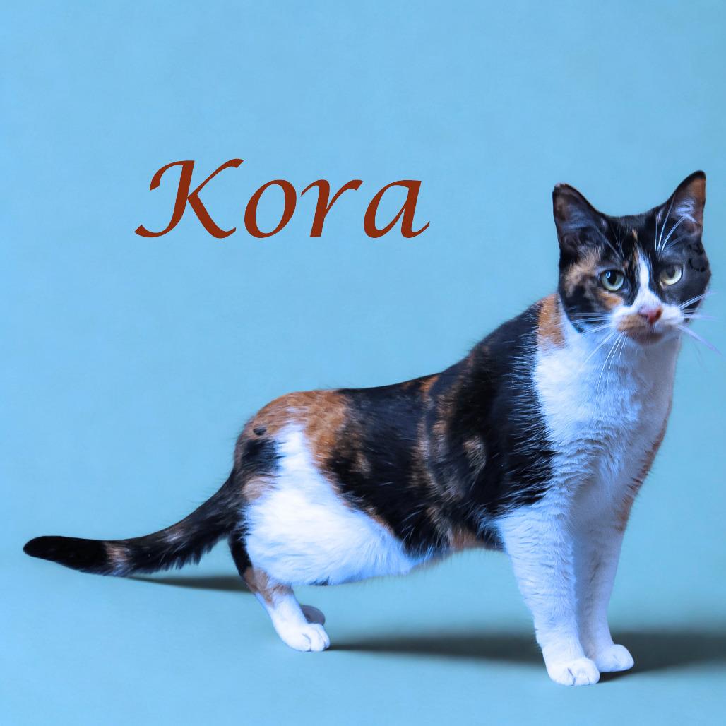 Kora C25-278, a Adoptable Domestic Short Hair in Lebanon, TN image 2/5
