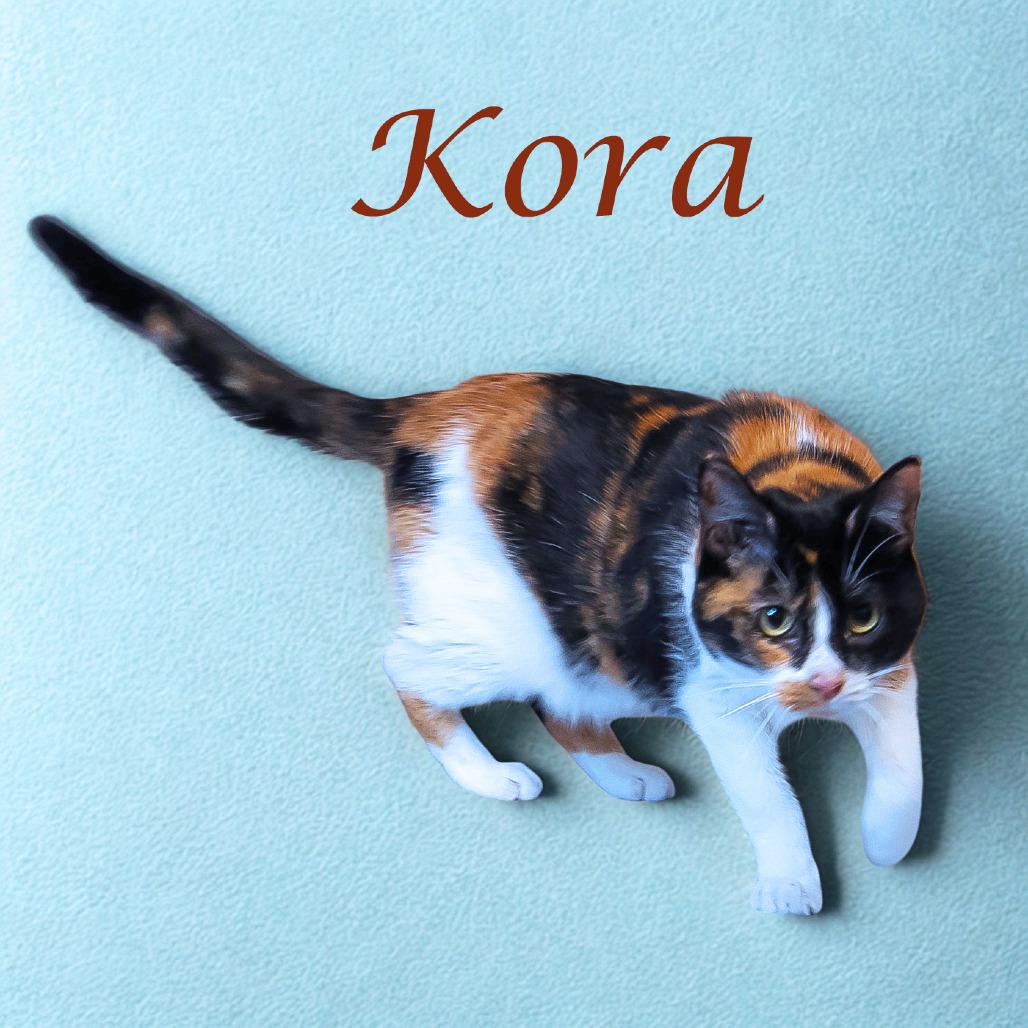Kora C25-278, a Adoptable Domestic Short Hair in Lebanon, TN image 3/5