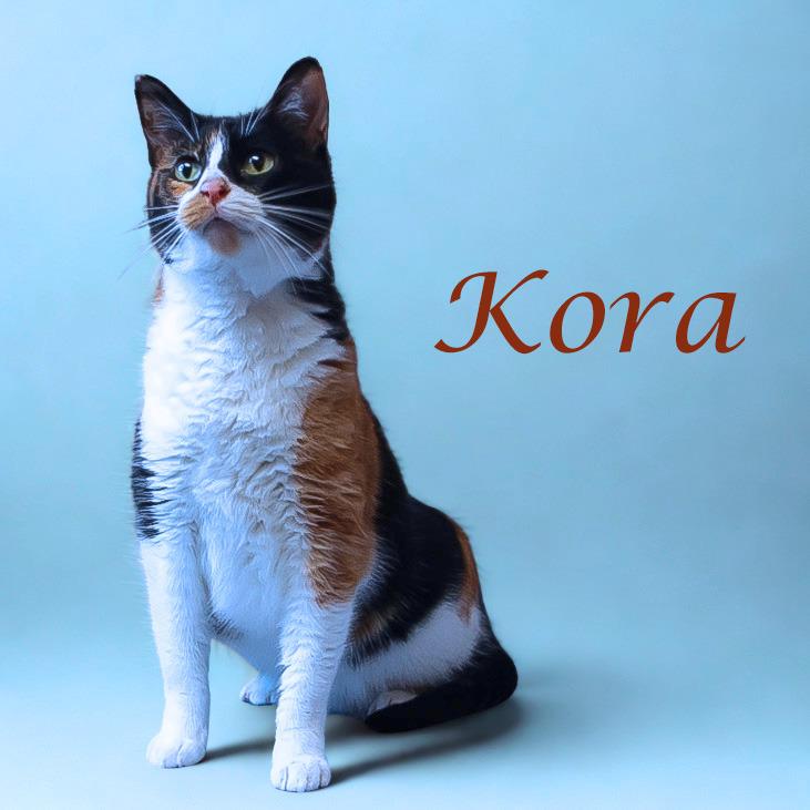 Kora C25-278, a Adoptable Domestic Short Hair in Lebanon, TN image 4/5