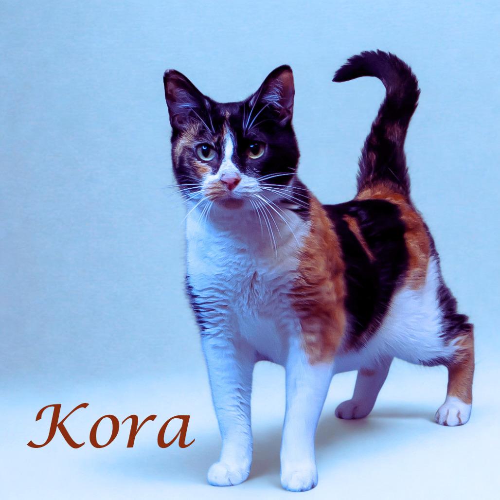 Kora C25-278, a Adoptable Domestic Short Hair in Lebanon, TN image 5/5
