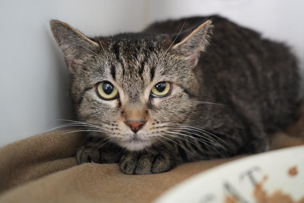 Princess Peach, Adoptable, Adult Female Domestic Short Hair.