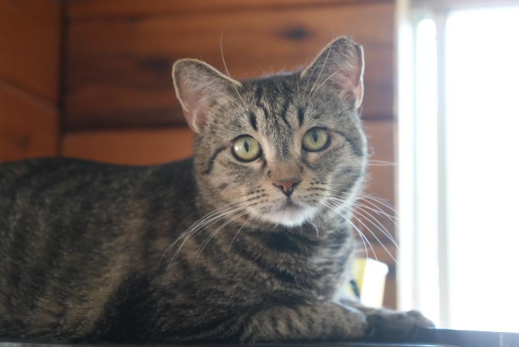 Enlarge Princess Peach, a Adoptable mixed breed in Coachella, CA image 2/4