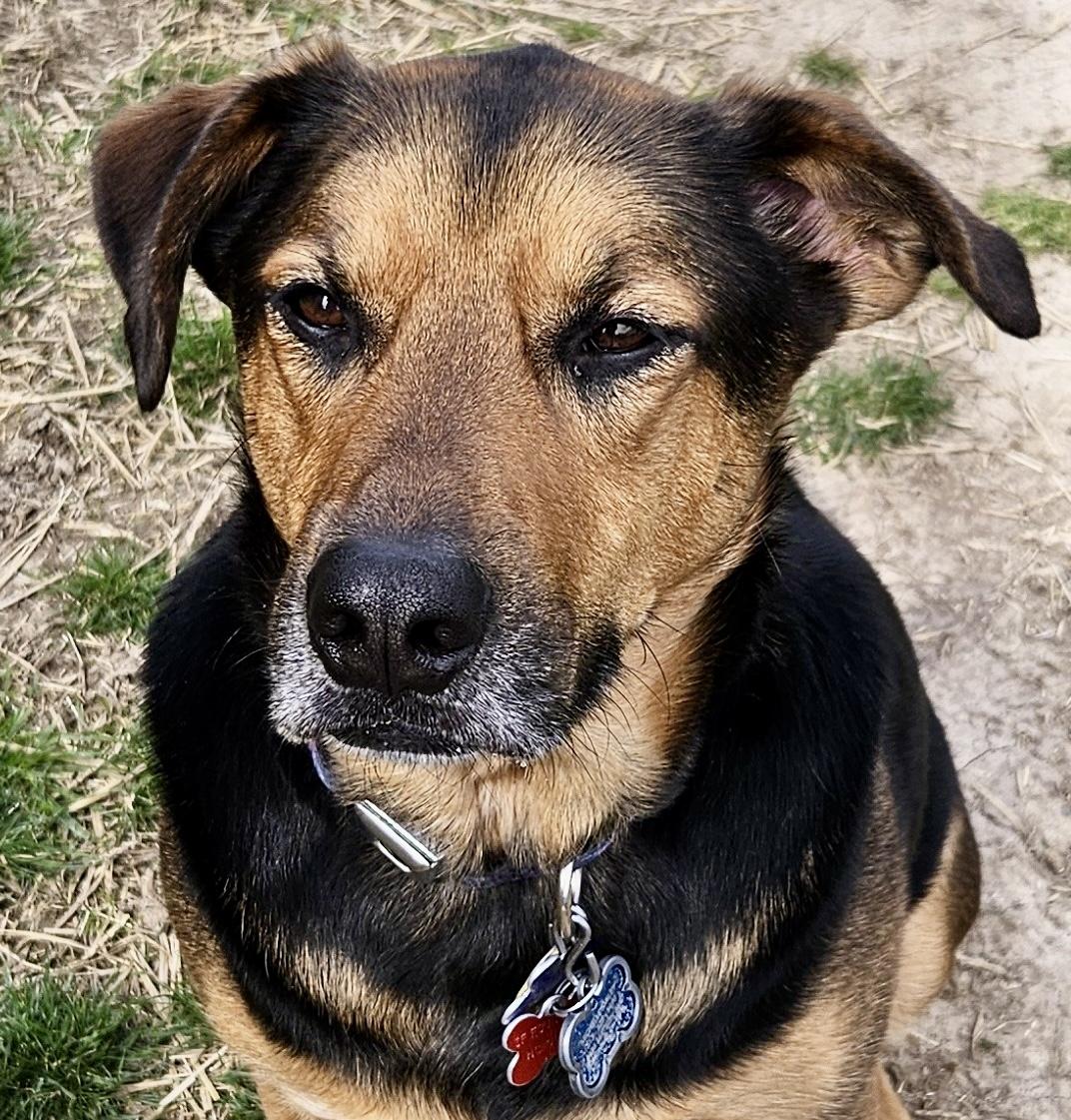 Vader, a Adoptable mixed breed in Cincinnati, OH image 1/6