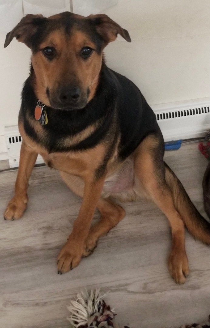 Vader, a Adoptable mixed breed in Cincinnati, OH image 3/6