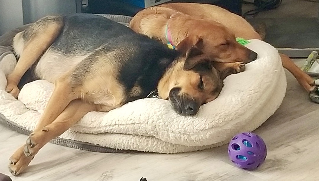 Vader, a Adoptable mixed breed in Cincinnati, OH image 4/6