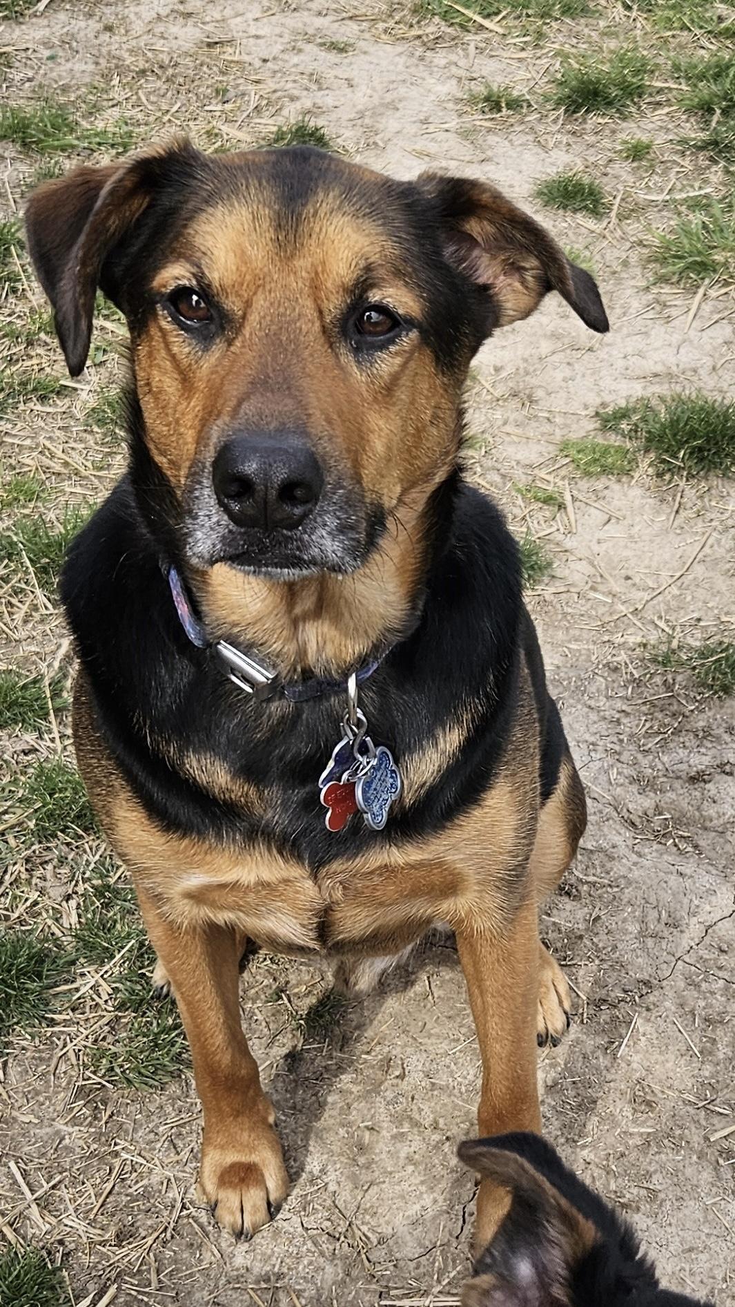 Vader, a Adoptable mixed breed in Cincinnati, OH image 5/6