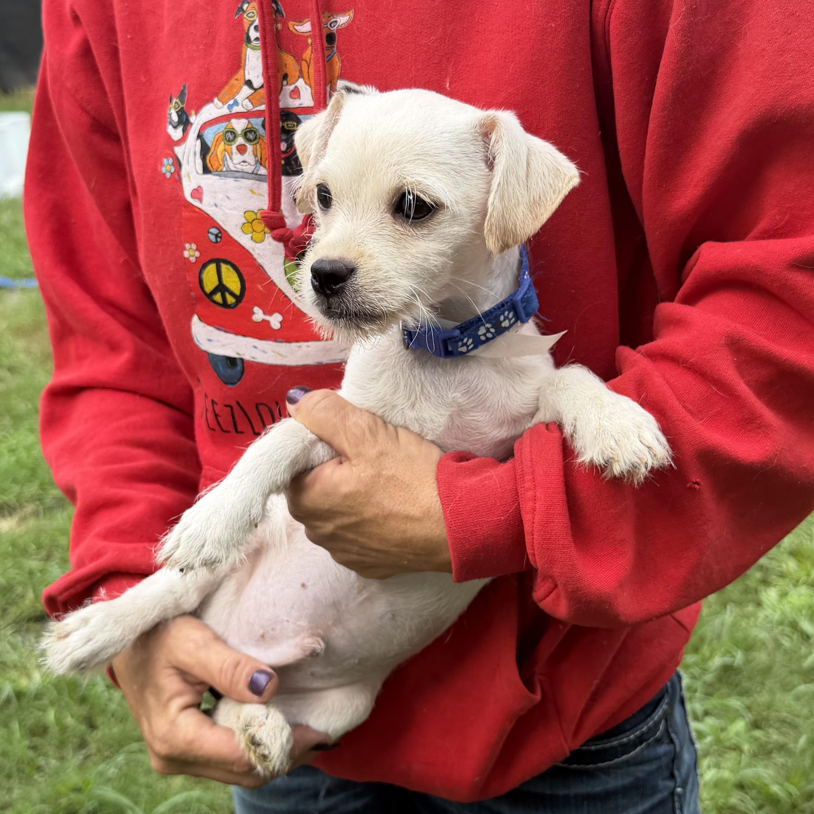 Enlarge Lalo - Local July 24-26, an adopted mixed breed in Westerly, RI image 1/6