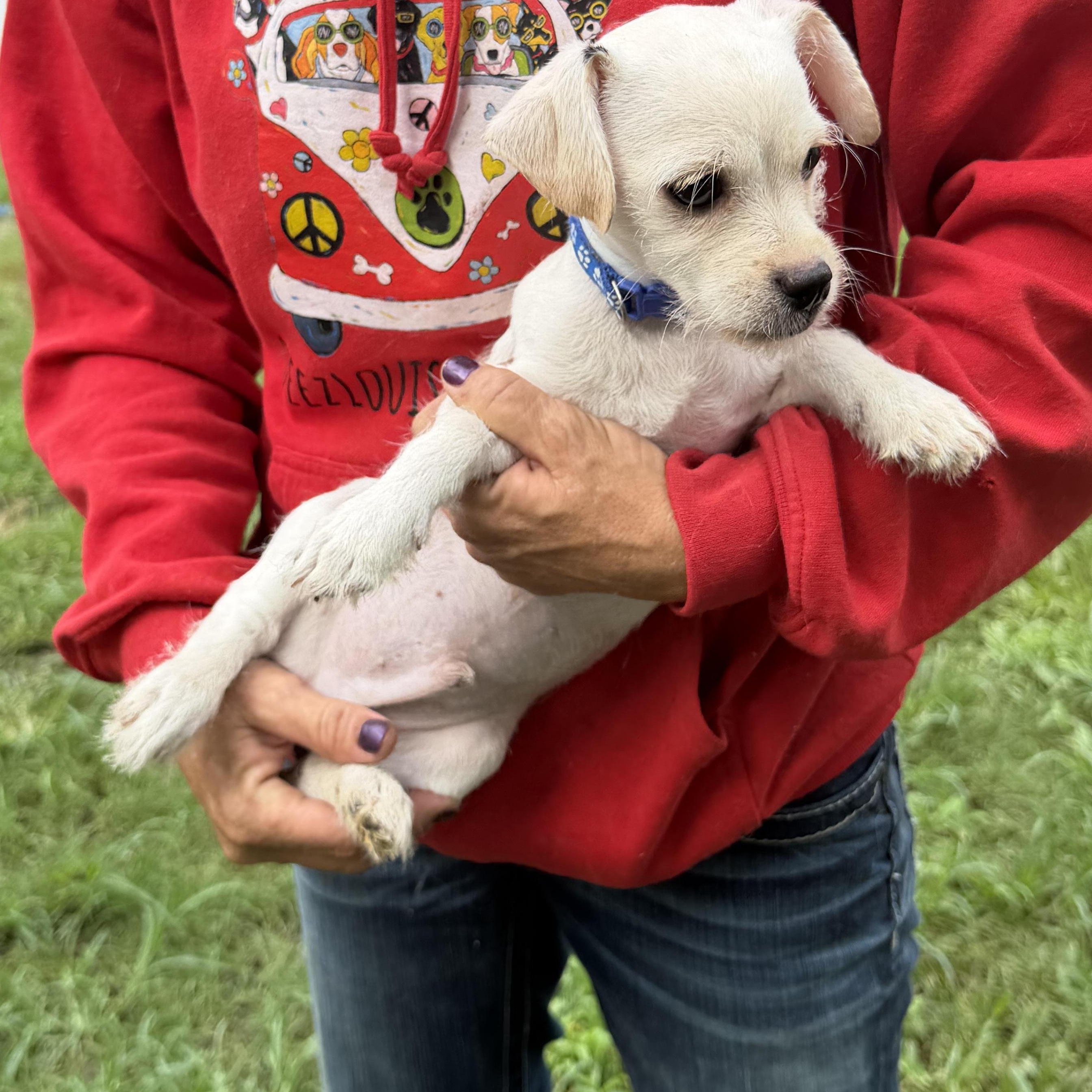 Enlarge Lalo - Local July 24-26, an adopted mixed breed in Westerly, RI image 2/6