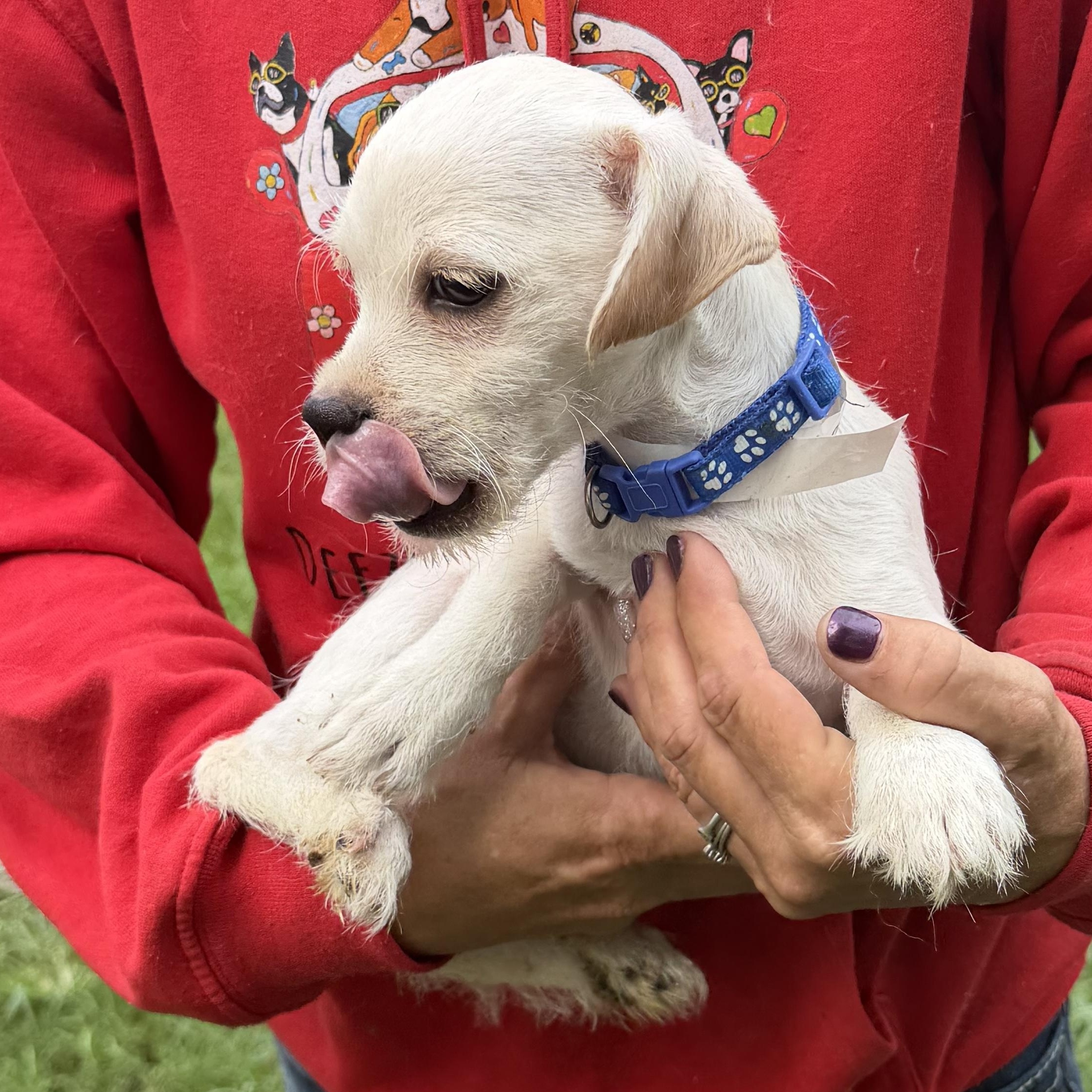 Enlarge Lalo - Local July 24-26, an adopted mixed breed in Westerly, RI image 3/6