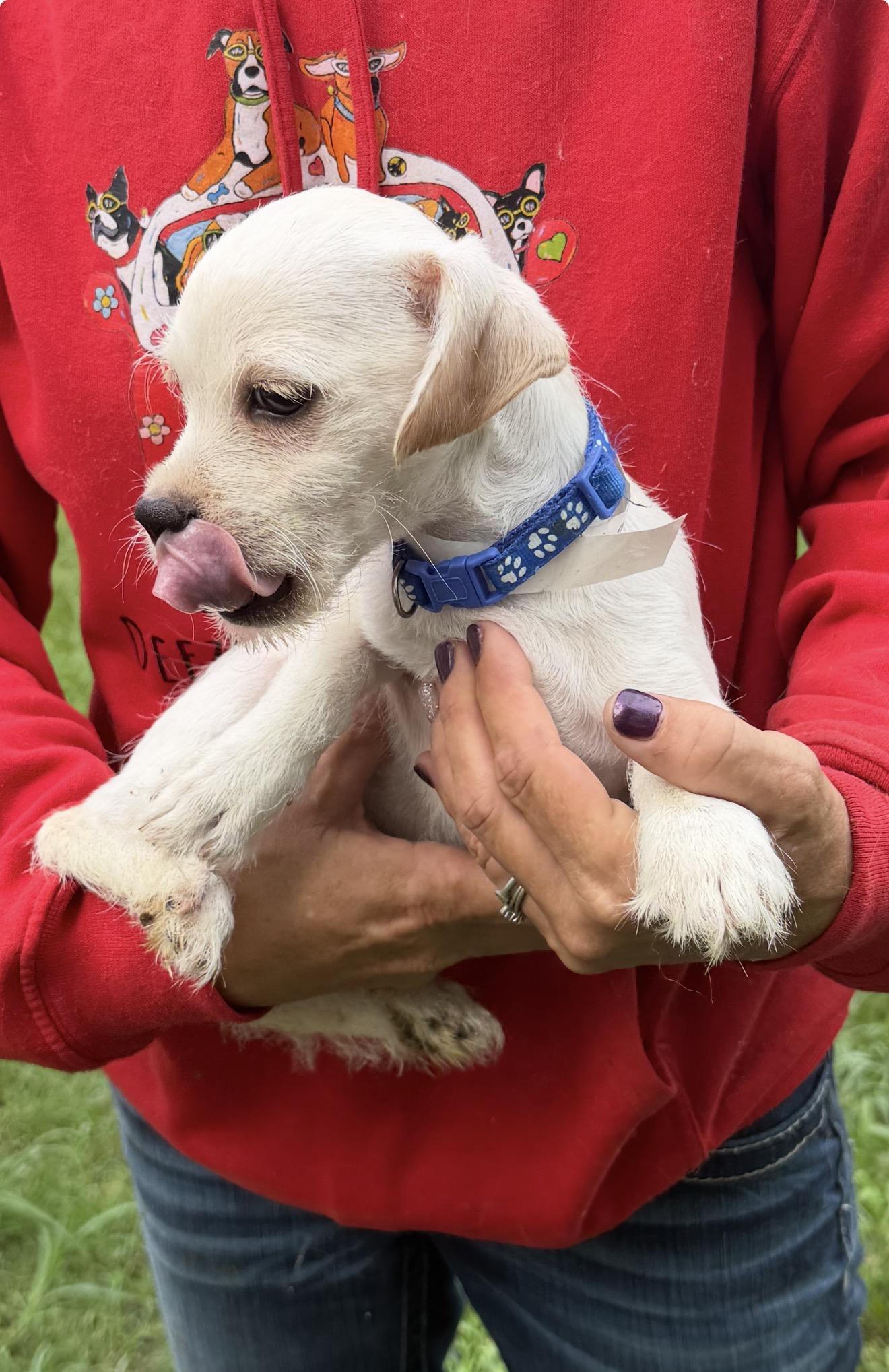Enlarge Lalo - Local July 24-26, an adopted mixed breed in Westerly, RI image 4/6