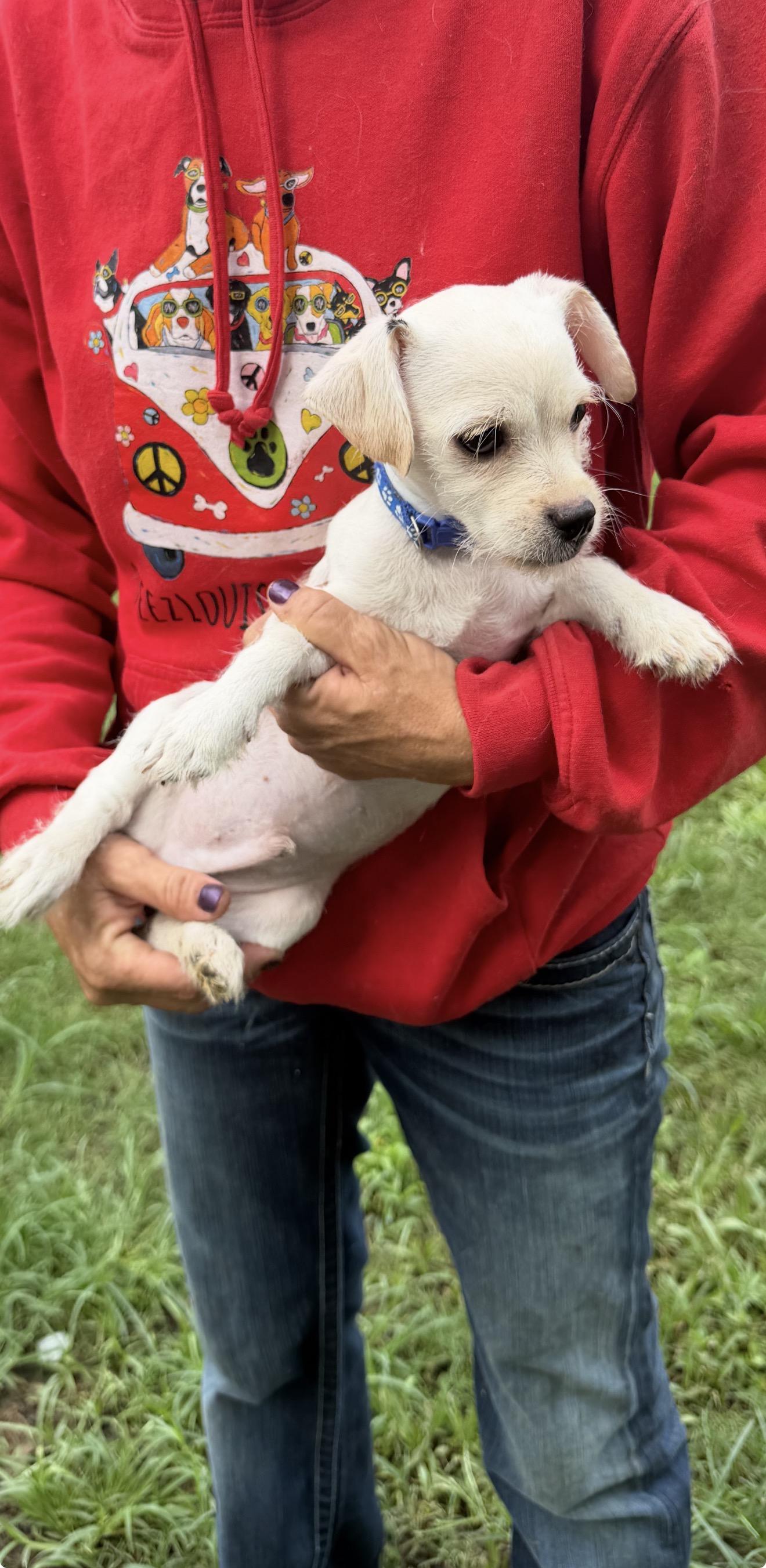 Enlarge Lalo - Local July 24-26, an adopted mixed breed in Westerly, RI image 6/6
