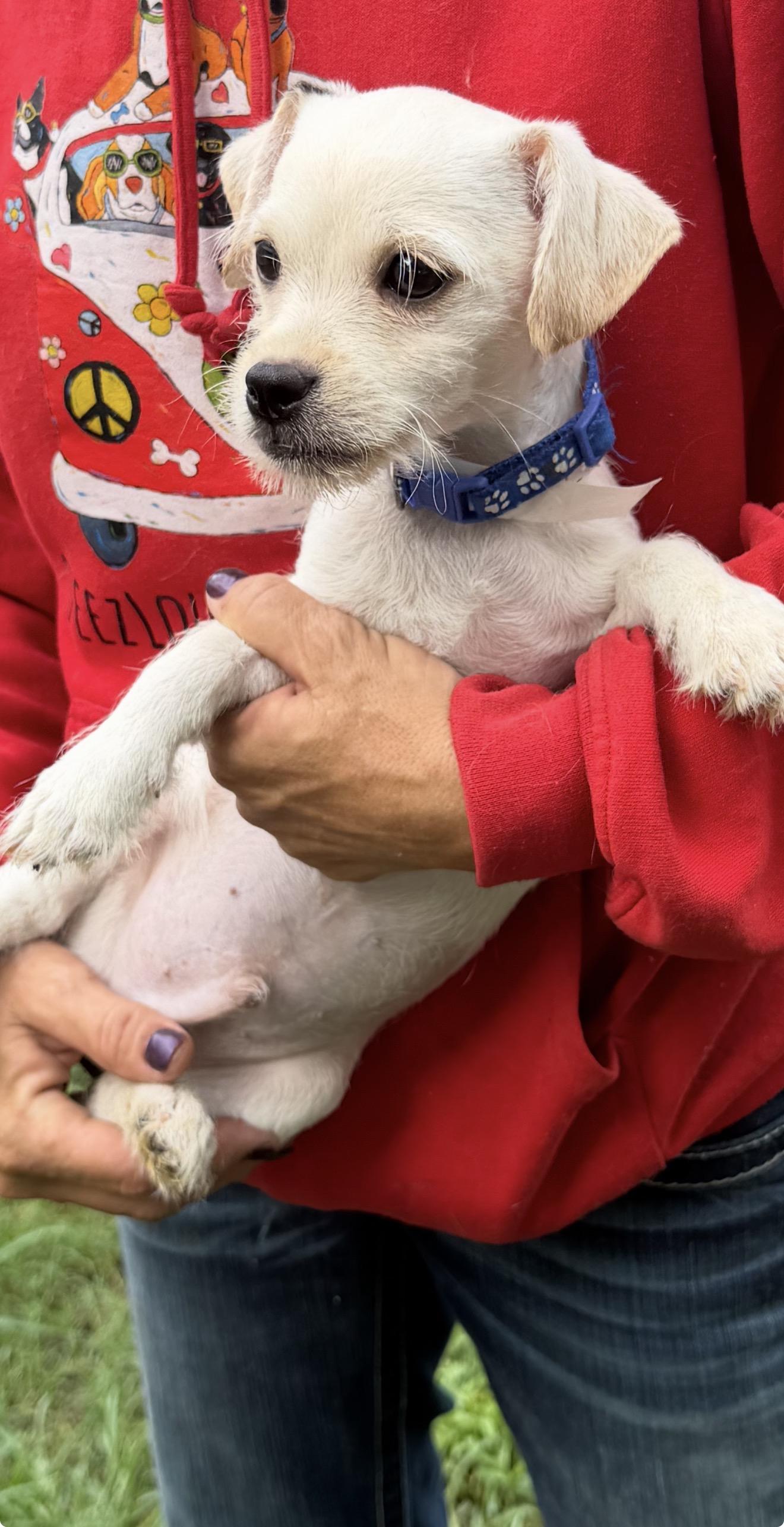 Enlarge Lalo - Local July 24-26, an adopted mixed breed in Westerly, RI image 5/6