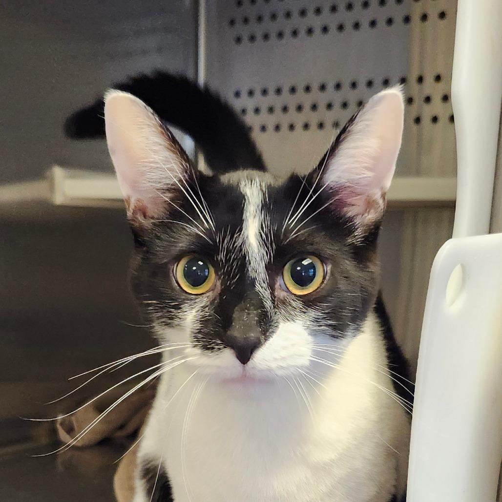 Enlarge Gabriel, a Adoptable Domestic Short Hair in Columbia Station, OH image 1/1
