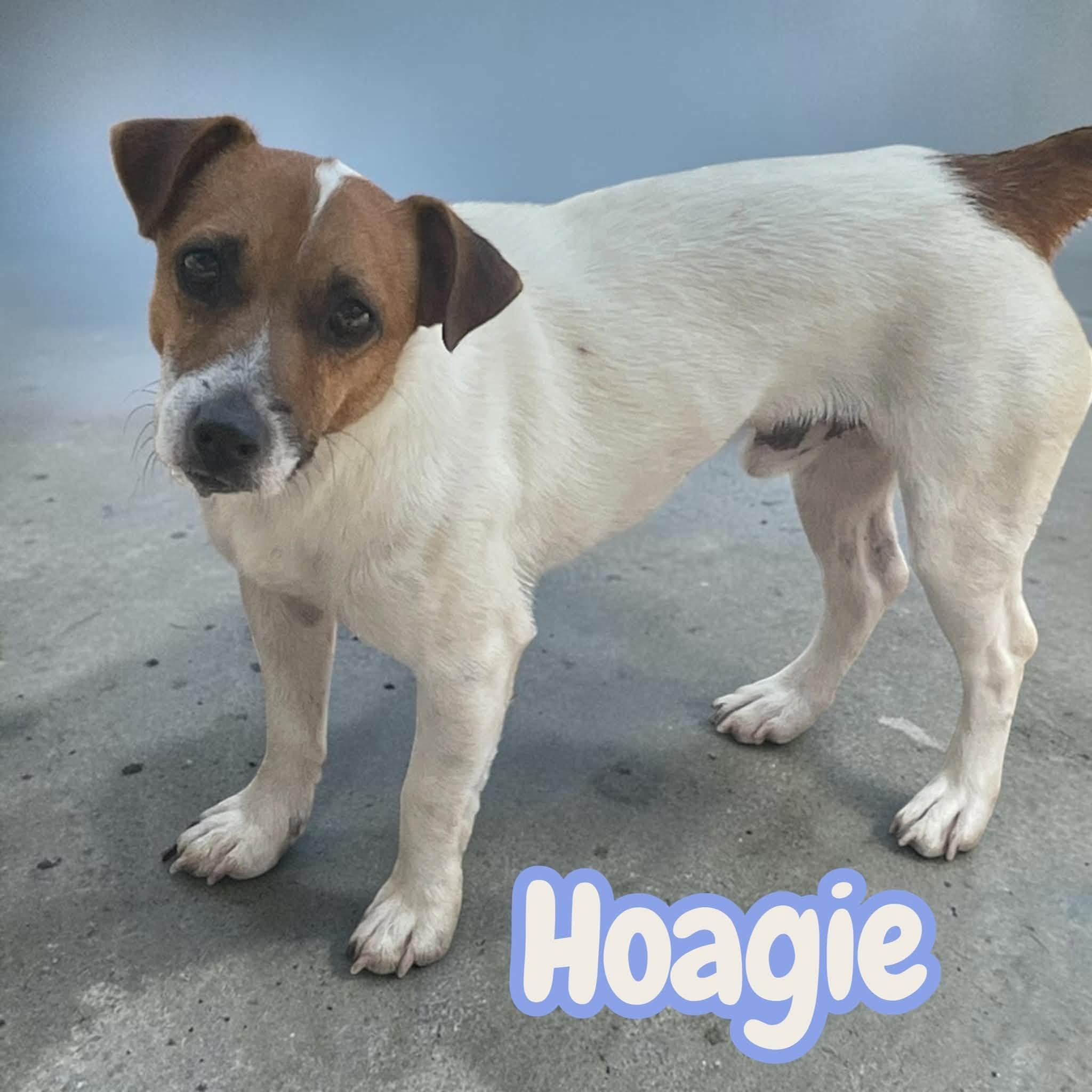 Enlarge Hoagie - Sweet Jack Russell Boy. Raised With Dogs, Needs a Patient Heart, a Adoptable Jack Russell Terrier in Lexington, NC image 1/2