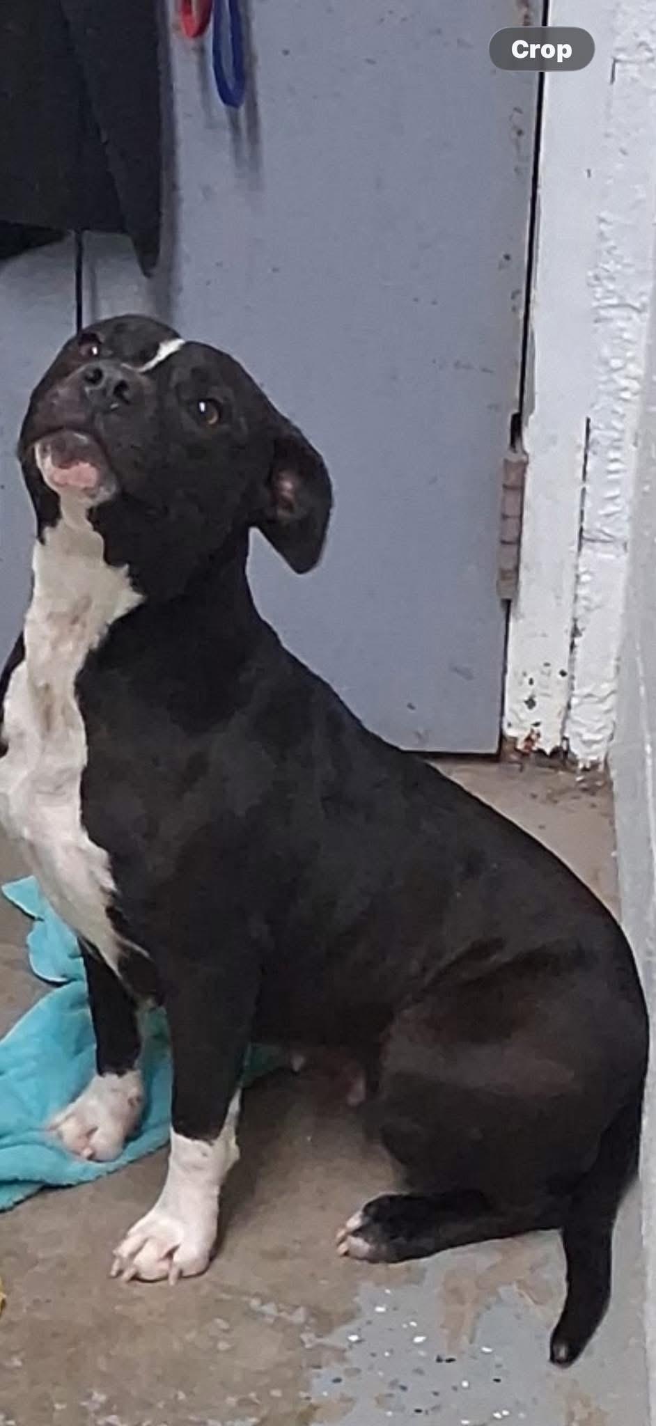 Enlarge Yule, an adoptable American Staffordshire Terrier in Lewisburg, TN image 1/1